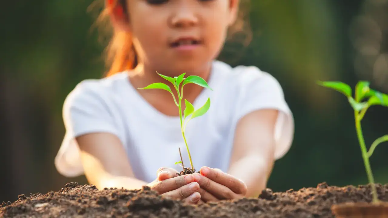 Plant Trees for Sustainability in japan